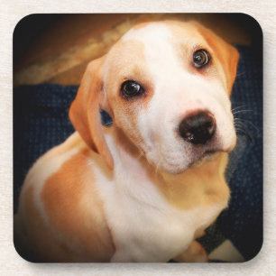 LEMON AND WHITE BEAGLE PUPPY COASTERS