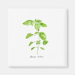 Lemon balm herb watercolor garden magnet