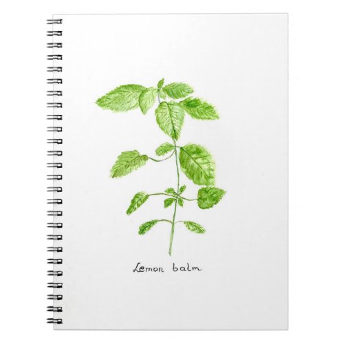 Lemon balm herb watercolor garden notebook