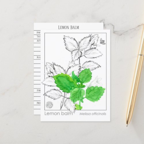 Lemon Balm Materia Medica Herbal Flash Card