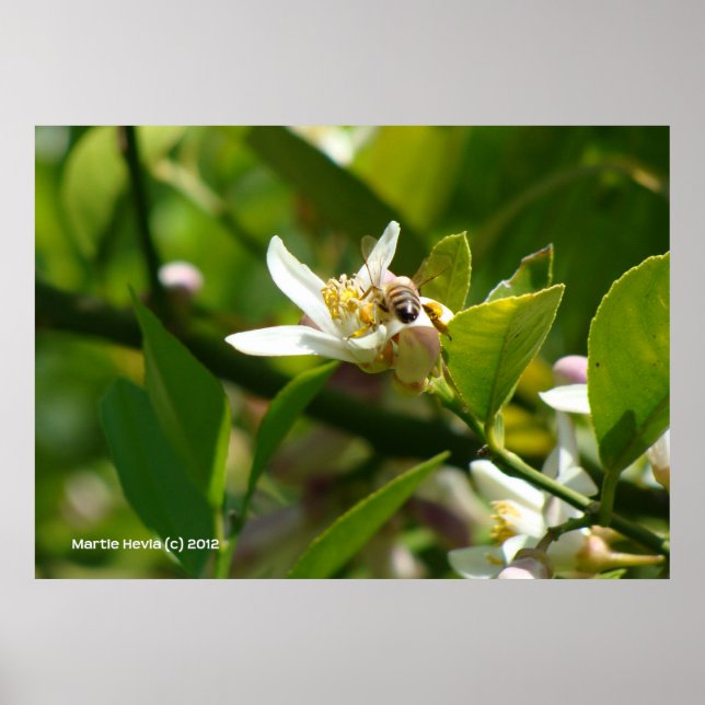 Lemon Blossom Bee (2) Poster (Front)