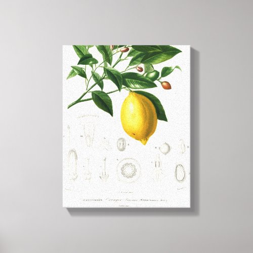 Lemon Citrus Fruit Botanical Limonium Illustration Canvas Print