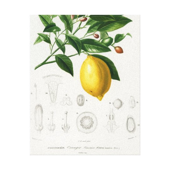 Lemon Citrus Fruit Botanical Limonium Illustration Canvas Print ...