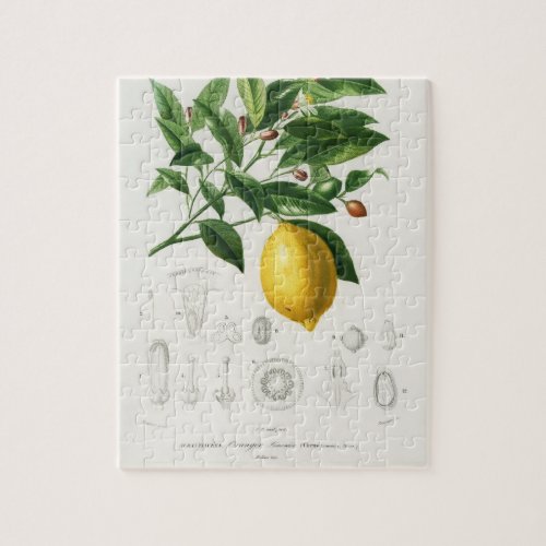 Lemon Citrus Fruit Botanical Limonium Illustration Jigsaw Puzzle