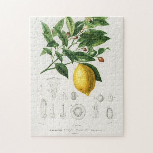 Lemon Citrus Fruit Botanical Limonium Illustration Jigsaw Puzzle