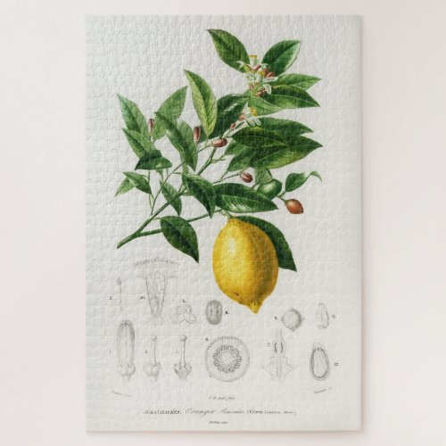 Lemon Citrus Fruit Botanical Limonium Illustration Jigsaw Puzzle