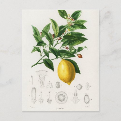 Lemon Citrus Fruit Botanical Limonium Illustration Postcard