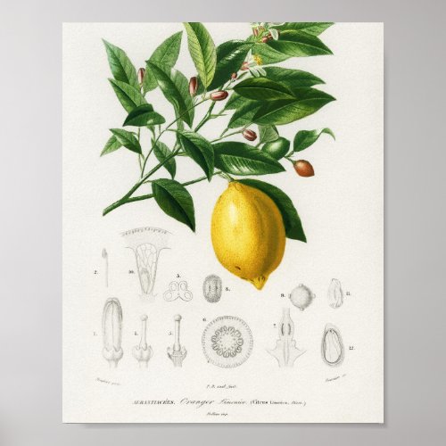 Lemon Citrus Fruit Botanical Limonium Illustration Poster