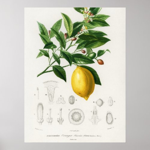 Lemon Citrus Fruit Botanical Limonium Illustration Poster