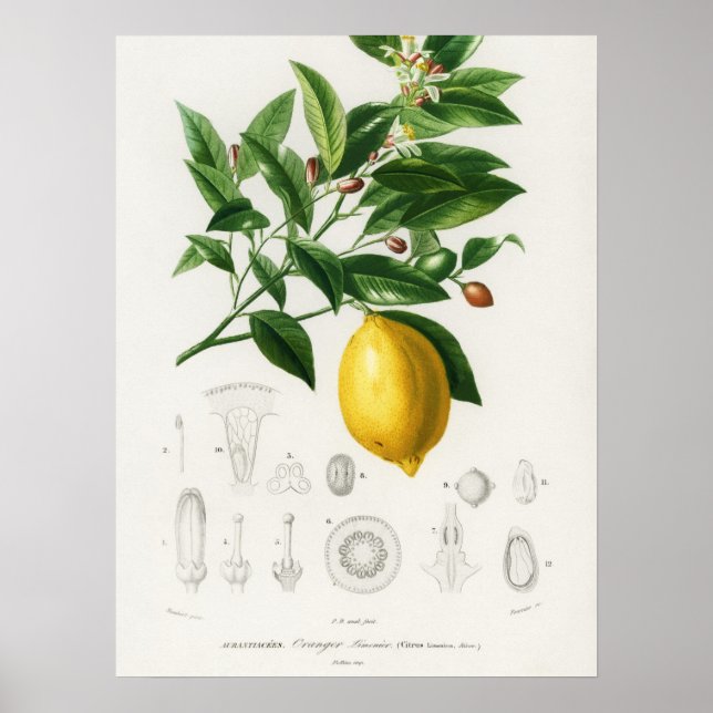 Lemon Citrus Fruit Botanical Limonium Illustration Poster (Front)