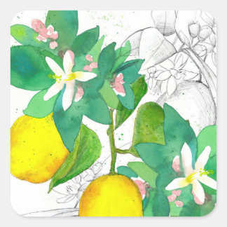 Lemon Citrus Fruit Flowers Botanical Drawing Square Sticker
