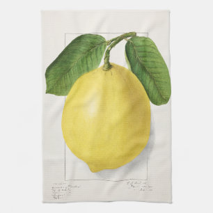 Lemon (Citrus Limon) by Ellen Isham Schutt – 1910 Kitchen Towel