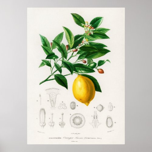 Lemon Citrus Limonium Poster