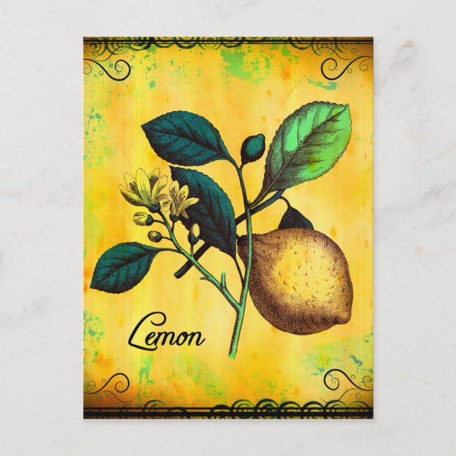 Lemon Fruit Flowers Leaves Vintage Botanical Postcard (Front)