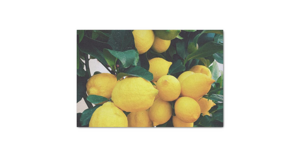 Essay about lemon picture