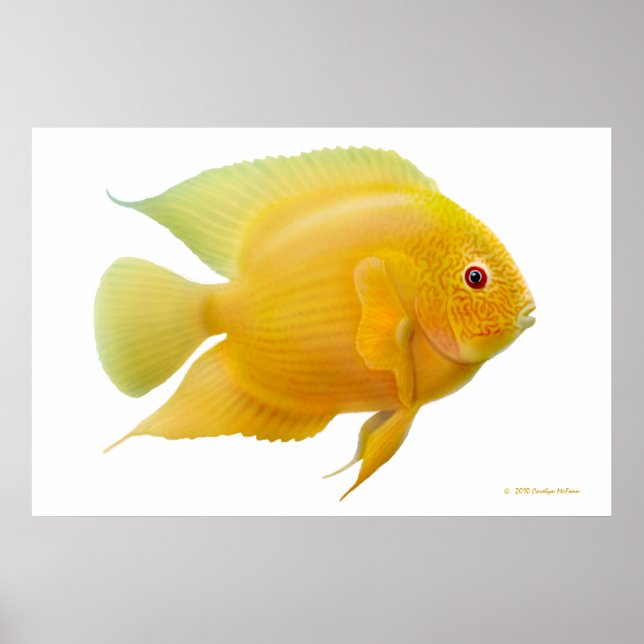 Lemon Gold Severum Cichlid Print (Front)