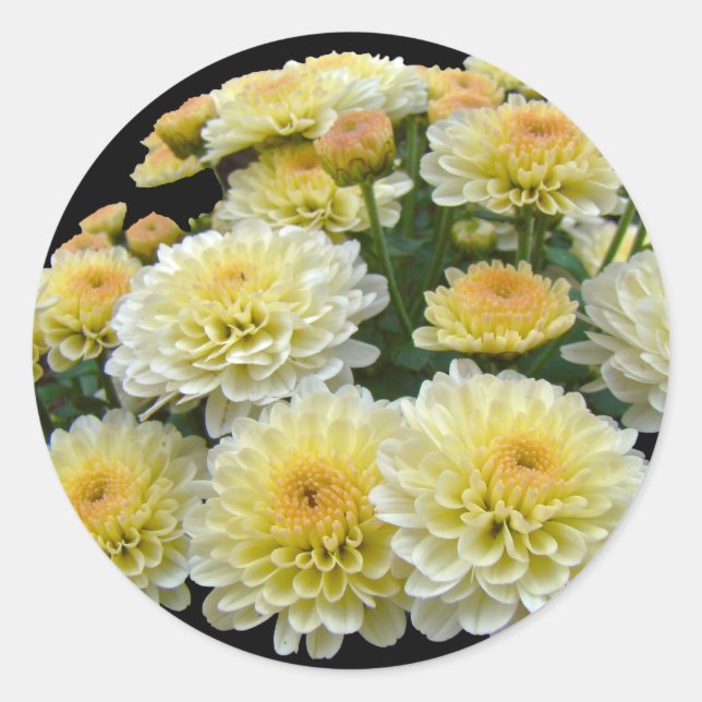 Lemon Meringue Chrysanthemums Classic Round Sticker (Front)