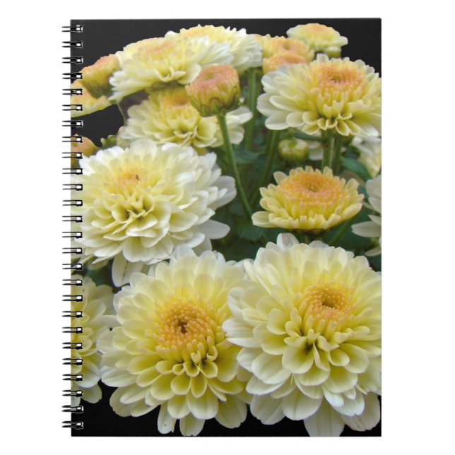 Lemon Meringue Chrysanthemums Notebook (Front)