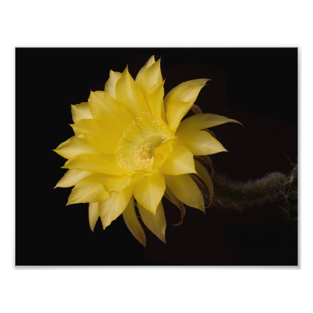 Lemon Pie Cactus Flower Delight Photo Print (Front)