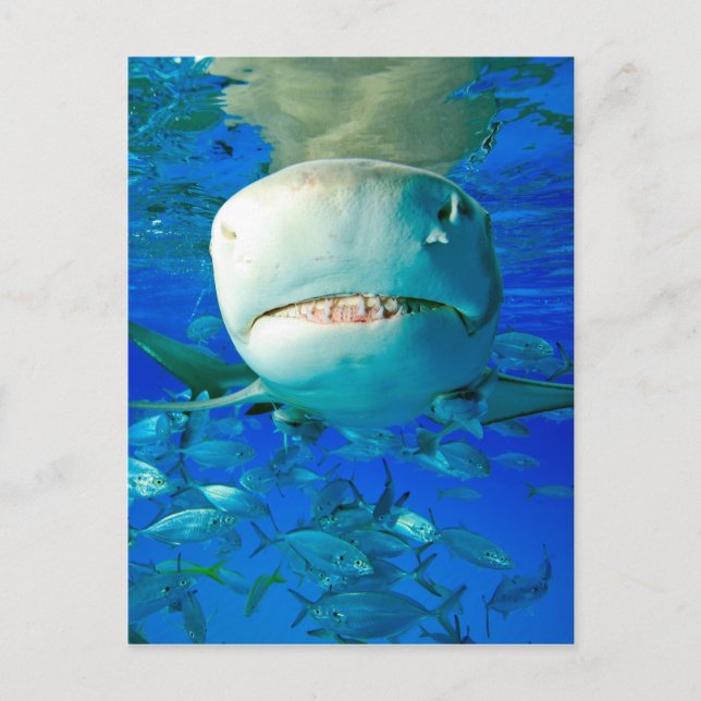 Lemon Shark Postcard (Front)