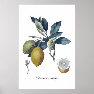 LEMON study botanical vintage poster