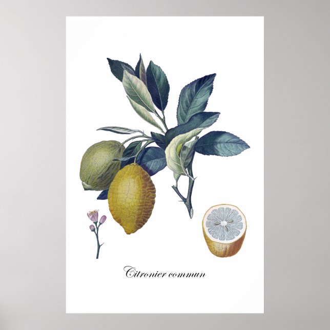 LEMON study botanical vintage poster (Front)