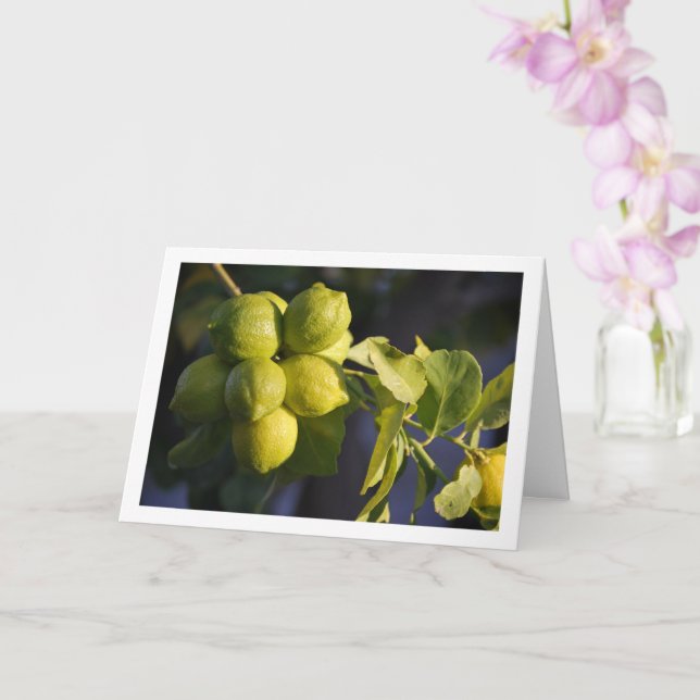 Lemon Tree Close-up Card (Orchid)