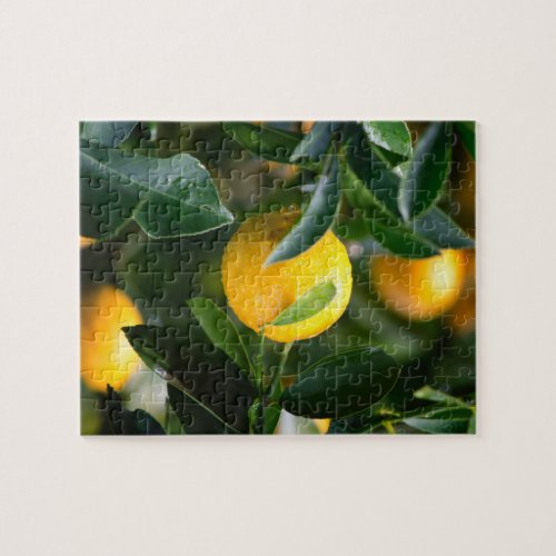 Lemon Tree Fruit Photography Jigsaw Puzzle