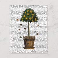 Lemon Tree