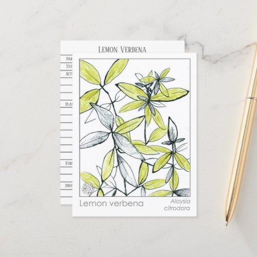 Lemon Verbena Materia Medica Herbal Flash Card