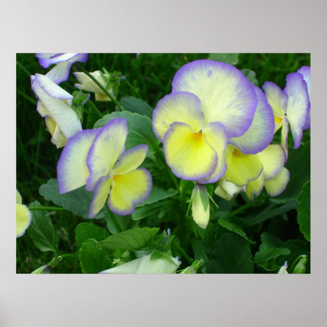 Lemon Yellow Pansies Poster (Front)