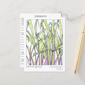 Lemongrass Herb Materia Medica Knowledge Card by CountryGarden at Zazzle
