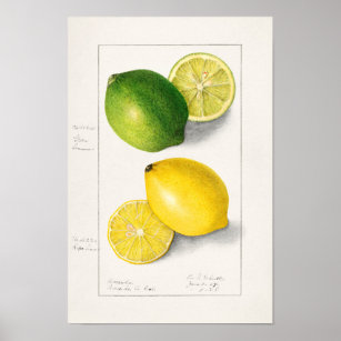 Lemons Citrus Limon 1908 by Ellen Isham Schutt Poster