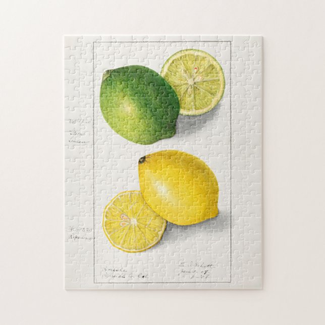 Lemons (Citrus Limon) Fruit Watercolor Painting Jigsaw Puzzle (Vertical)