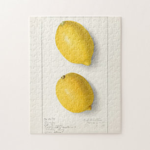 Lemons (Citrus Limon) Fruit Watercolor Painting Jigsaw Puzzle