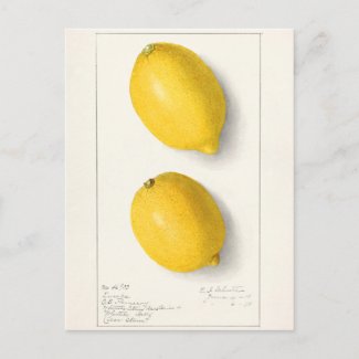 Lemons (Citrus Limon) Fruit Watercolor Painting Postcard