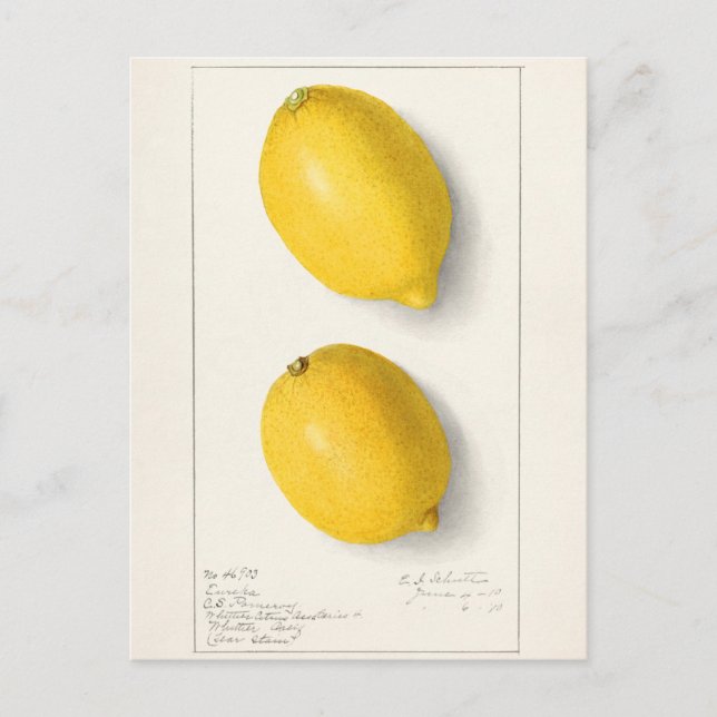 Lemons (Citrus Limon) Fruit Watercolor Painting Postcard (Front)