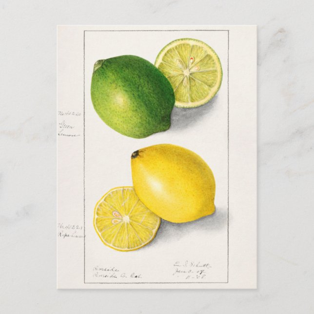 Lemons (Citrus Limon) Fruit Watercolor Painting Postcard (Front)