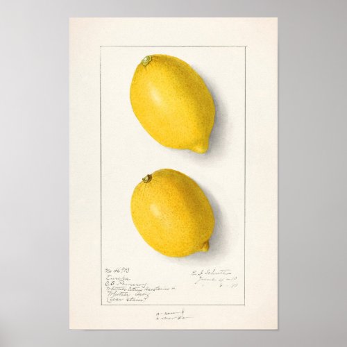 Lemons Citrus Limon Fruit Watercolor Painting Poster