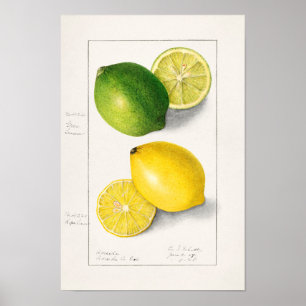 Lemons (Citrus Limon) Fruit Watercolor Painting Poster
