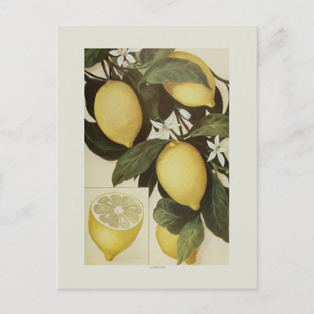 Lemons Postcard (Front)