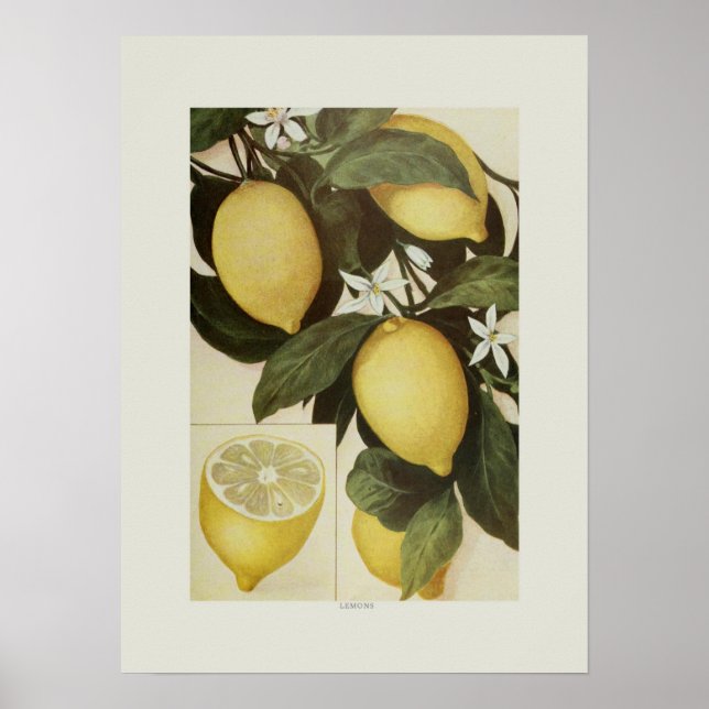 Lemons Poster (Front)