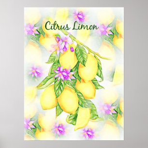Lemons Watercolor Citrus Limon Fruit Kitchen Poster