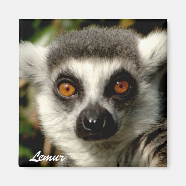 Lemur1 Magnet (Front)