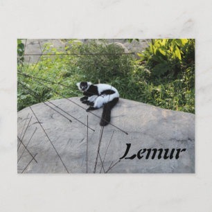 Lemur # 2 postcard