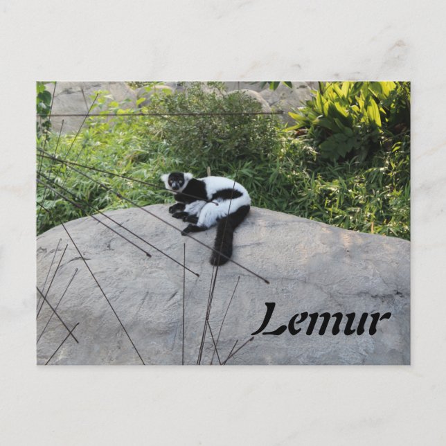 Lemur # 2 postcard (Front)