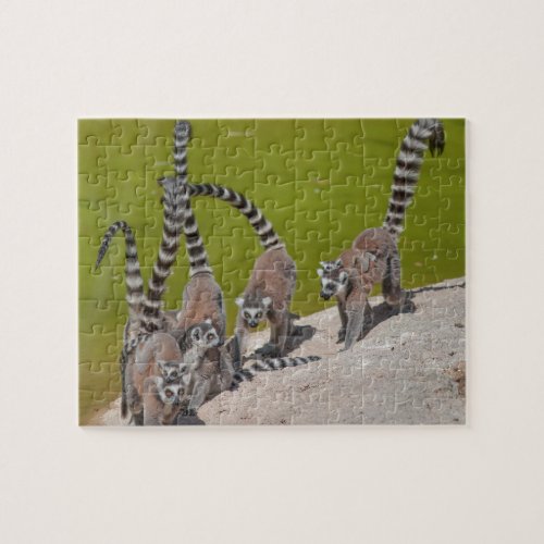 lemur at the zoo jigsaw puzzle