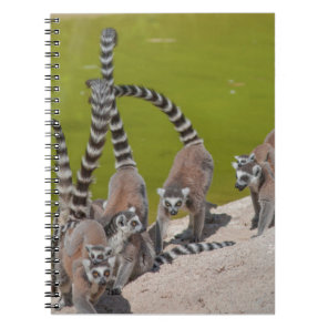 lemur at the zoo notebook