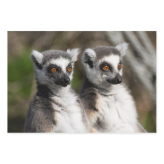Lemur Catta Family Wrapping Paper Sheets