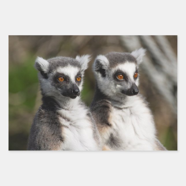 Lemur Catta Family Wrapping Paper Sheets (Front)